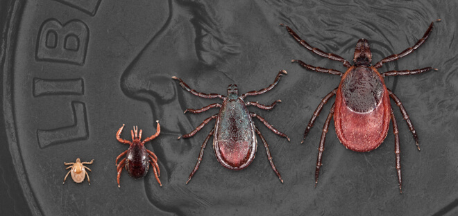 How Do You Get Lyme Disease and Its Symptoms: Unraveling the Intricacies